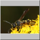 Ancistrocerus nigricornis - Faltenwespe m005e 8-9mm - Sandgrube Niedringhaussee-det.jpg